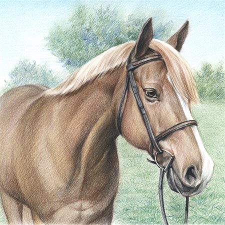 Hand Drawn Color Pencil Sketch of A Brown Pony from Photos - myDaVinci
